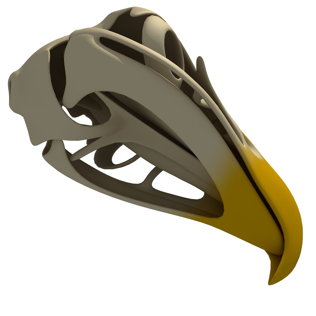 3d model bald eagle skull skeleton https://p.turbosquid.com/ts-thumb/Wz/3p1AnV/9GiqM53M/baldskull0009/jpg/1462199296/1920x1080/fit_q87/6b7e75c2b2def9bfe81690a565f30ac01b83257a/baldskull0009.jpg
