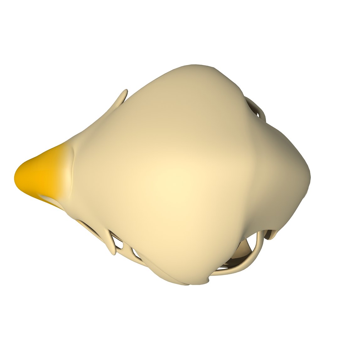 3d model bald eagle skull skeleton https://p.turbosquid.com/ts-thumb/Wz/3p1AnV/KDGIDx2T/baldskull0008/jpg/1462199296/1920x1080/fit_q87/695b766137b78ecf1b68d60d191cc9c7755c8691/baldskull0008.jpg