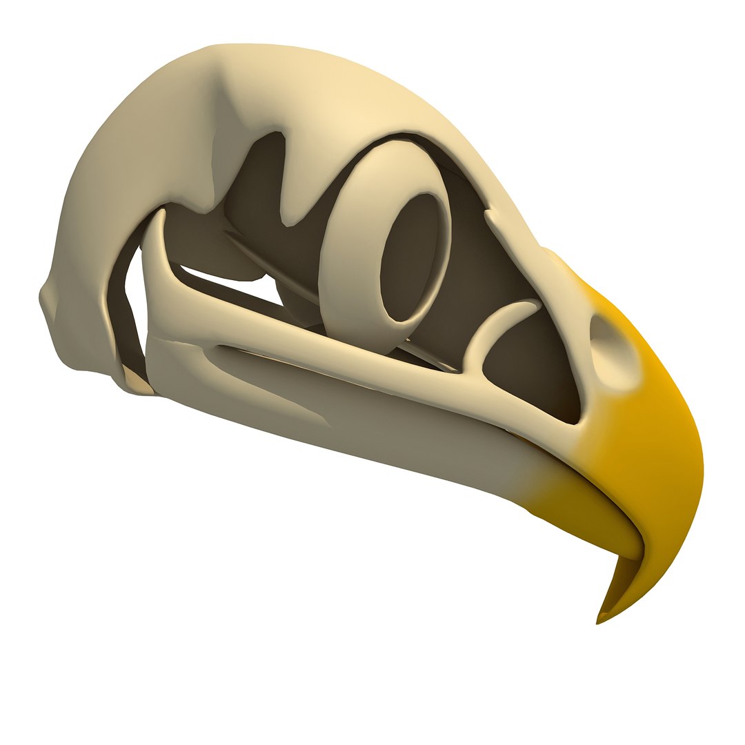 3d model bald eagle skull skeleton https://p.turbosquid.com/ts-thumb/Wz/3p1AnV/N3vzbn1s/baldskull0005/jpg/1462199296/1920x1080/fit_q87/2613245efc9c7997258a17a52c1110bac2db389b/baldskull0005.jpg