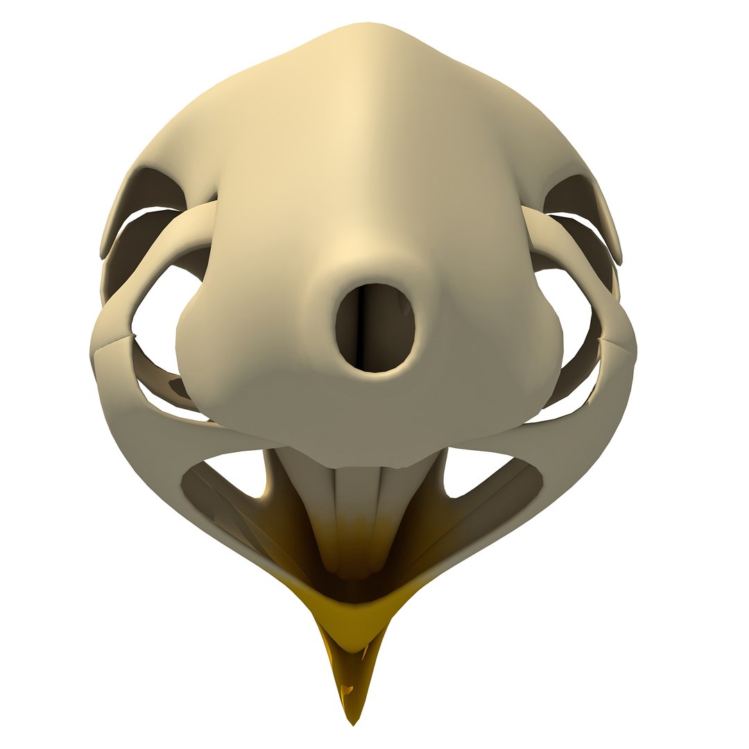 3d model bald eagle skull skeleton https://p.turbosquid.com/ts-thumb/Wz/3p1AnV/d2ldgyUv/baldskull0003/jpg/1462199295/1920x1080/fit_q87/d50907fabc30ea4f704dbea2e54bb7269ae3c10e/baldskull0003.jpg
