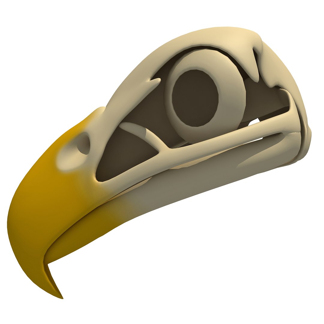 3d model bald eagle skull skeleton https://p.turbosquid.com/ts-thumb/Wz/3p1AnV/eygoZaKi/baldskull0001/jpg/1462199295/1920x1080/fit_q87/7b0f8ec49a75bc5990956699a874ca3f261a6077/baldskull0001.jpg
