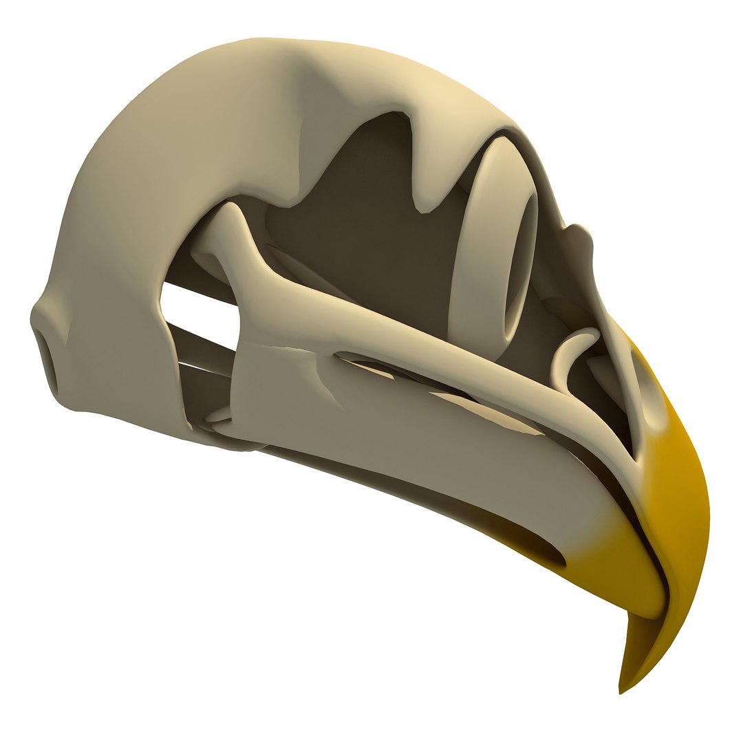3d model bald eagle skull skeleton https://p.turbosquid.com/ts-thumb/Wz/3p1AnV/gwqvMsFv/baldskull0004/jpg/1462199296/1920x1080/fit_q87/c8c5201c4daf167dd4e279ea0fe7cd2d9254dd94/baldskull0004.jpg
