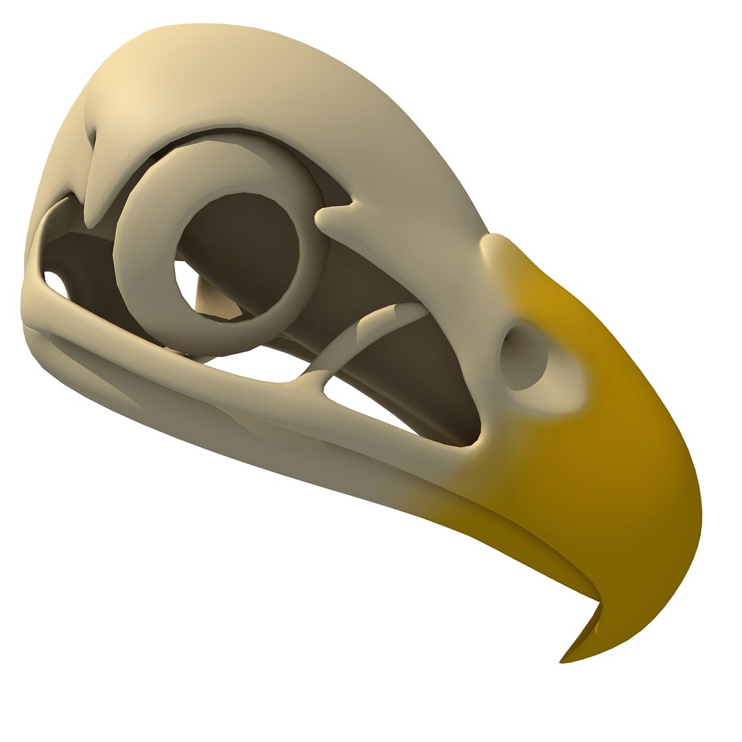 3d model bald eagle skull skeleton https://p.turbosquid.com/ts-thumb/Wz/3p1AnV/iE7PWQCf/baldskull0006/jpg/1462199296/1920x1080/fit_q87/817bf63e2db793d7e9f498f595d3313e85b1e8e4/baldskull0006.jpg