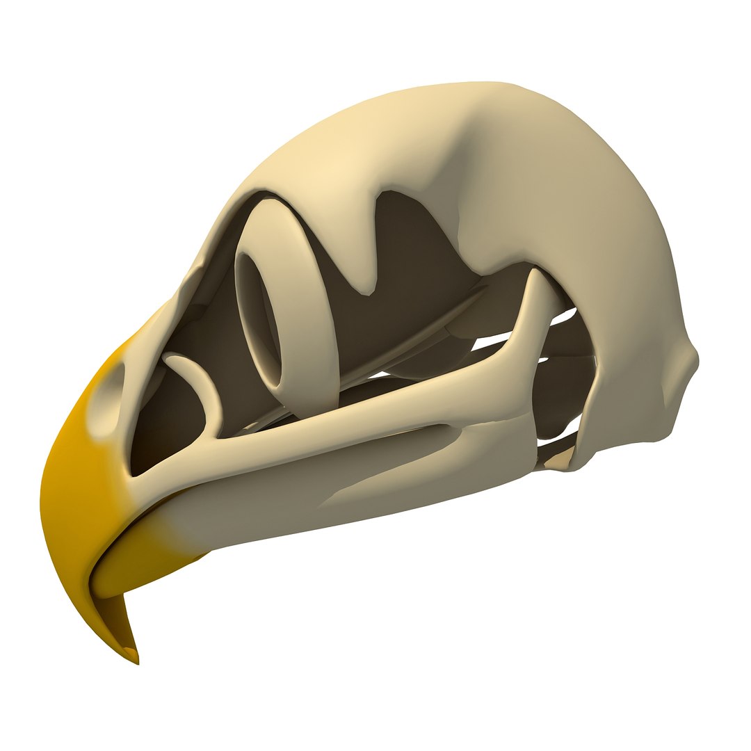 3d model bald eagle skull skeleton https://p.turbosquid.com/ts-thumb/Wz/3p1AnV/pKmkwArh/baldskull0002/jpg/1462199295/1920x1080/fit_q87/b5b63d4004fcf2adfc3f0b7fb3d5e967f815c7c8/baldskull0002.jpg