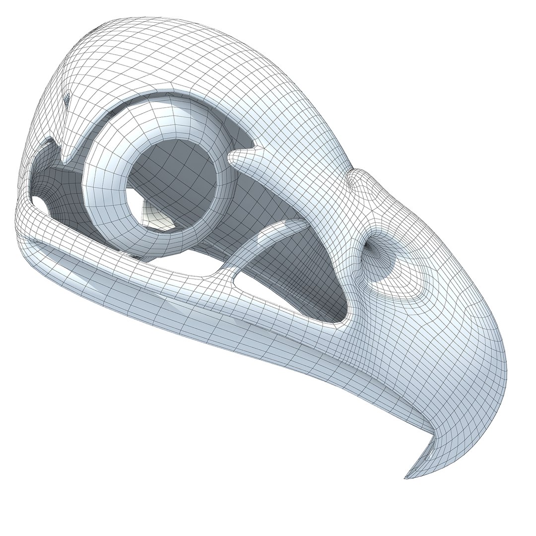 3d model bald eagle skull skeleton https://p.turbosquid.com/ts-thumb/Wz/3p1AnV/vTosKr6u/w0006/jpg/1462199784/1920x1080/fit_q87/3104473d03122a460e012f0f6a35a8db161dd6eb/w0006.jpg