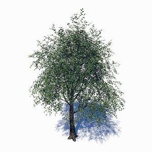 3D deciduous tree