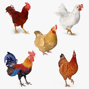 Rooster and Chickens Rigged Collection 2