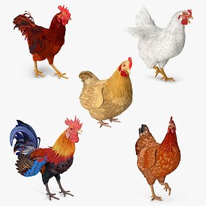 Rooster and Chickens Rigged Collection 2