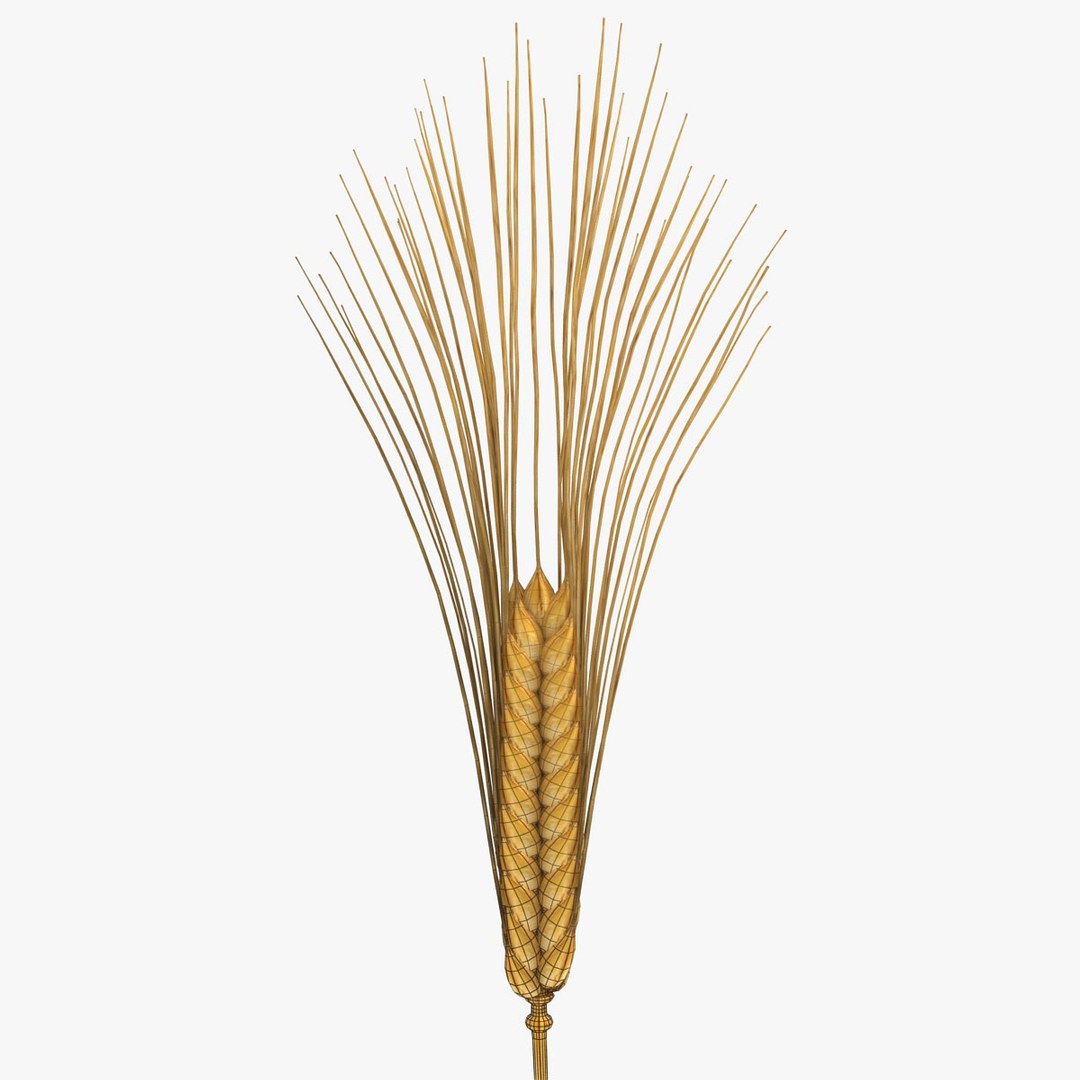 carbohydrates 2 model https://p.turbosquid.com/ts-thumb/Wz/US6T6K/0l3Hq9tH/19/jpg/1552323088/1920x1080/fit_q87/39ca75bce1cb28ddd0dbf9df886101a20663d83f/19.jpg
