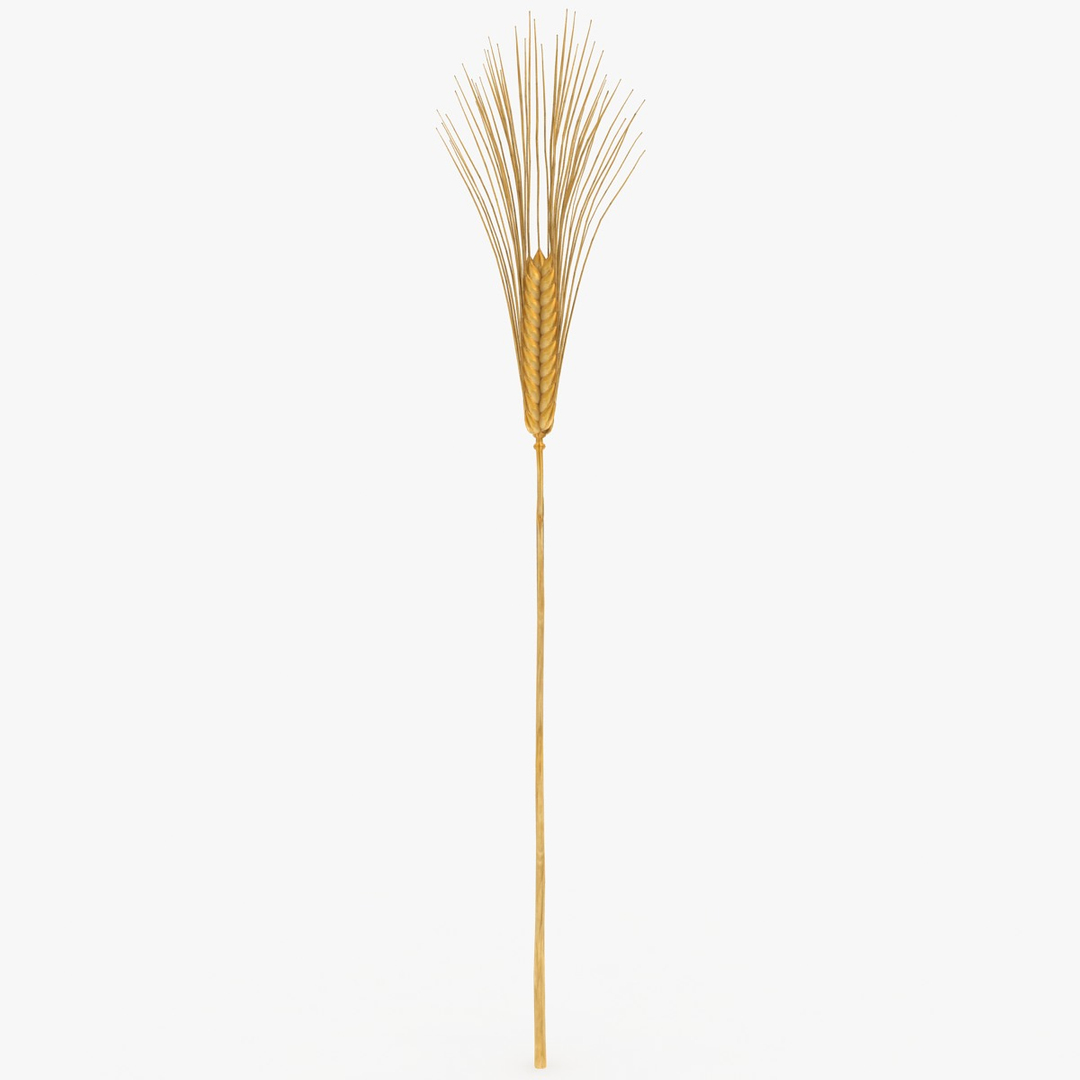carbohydrates 2 model https://p.turbosquid.com/ts-thumb/Wz/US6T6K/1SR3dlL9/wheat/jpg/1552323141/1920x1080/turn_fit_q99/bafe8155b398dfaac51ff7ec6a2e318a3fa642d6/wheat-1.jpg