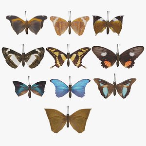 Butterfly Collection PBR Rigged Animated