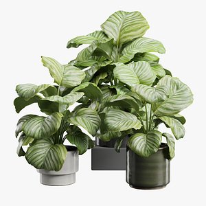 Calathea Orbifolia Pack