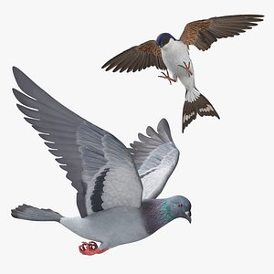 Urban Birds Collection