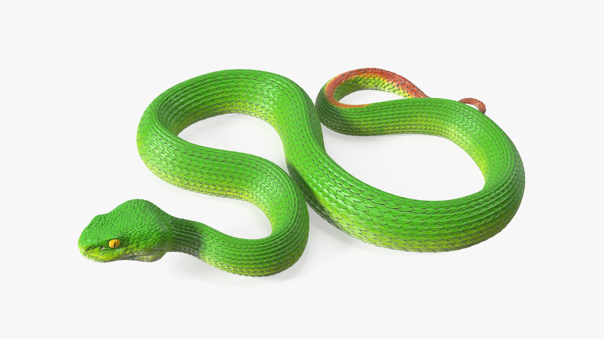 Viper Green Trimeresurus Rigged for Cinema 4D 3D model preview