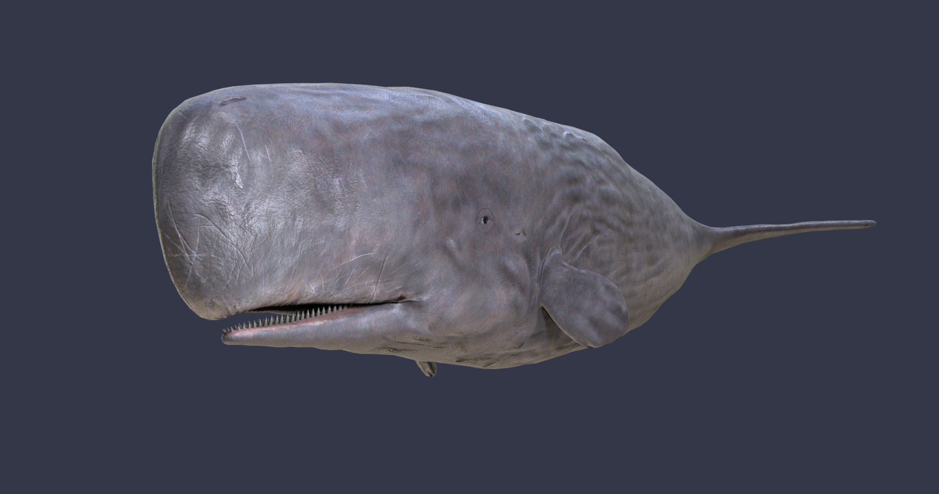 sperm whale physeter 3D https://p.turbosquid.com/ts-thumb/Wz/xVeClJ/0h4Hubo0/2/png/1582802932/1920x1080/fit_q87/8c18e2363c5f442a0db7f533088bfd349e889d84/2.jpg