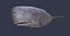 Physeter macrocephalus cachalot