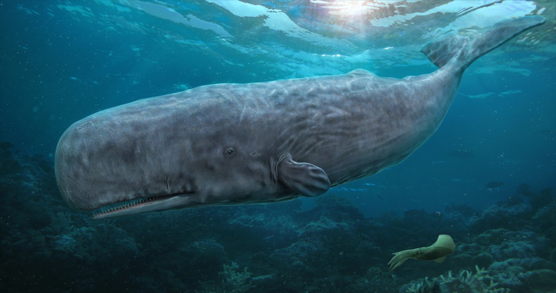 sperm whale physeter 3D https://p.turbosquid.com/ts-thumb/Wz/xVeClJ/8TciZaKm/8/jpg/1582803001/1920x1080/fit_q87/a7efe37935cc88a464689d769591c5575f112f51/8.jpg
