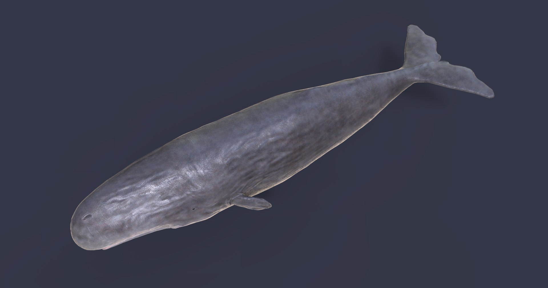 sperm whale physeter 3D https://p.turbosquid.com/ts-thumb/Wz/xVeClJ/IkUgBXIt/3/png/1582802943/1920x1080/fit_q87/488a2bada35af7252ea34de60d3fd784cd08cd56/3.jpg