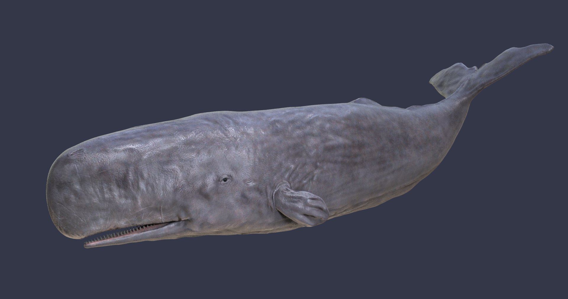 sperm whale physeter 3D https://p.turbosquid.com/ts-thumb/Wz/xVeClJ/SwFbgWS2/5/png/1582802963/1920x1080/fit_q87/b15e69560287e9a3ad1a5cddc0624017f40f9e15/5.jpg