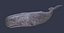 Physeter macrocephalus cachalot