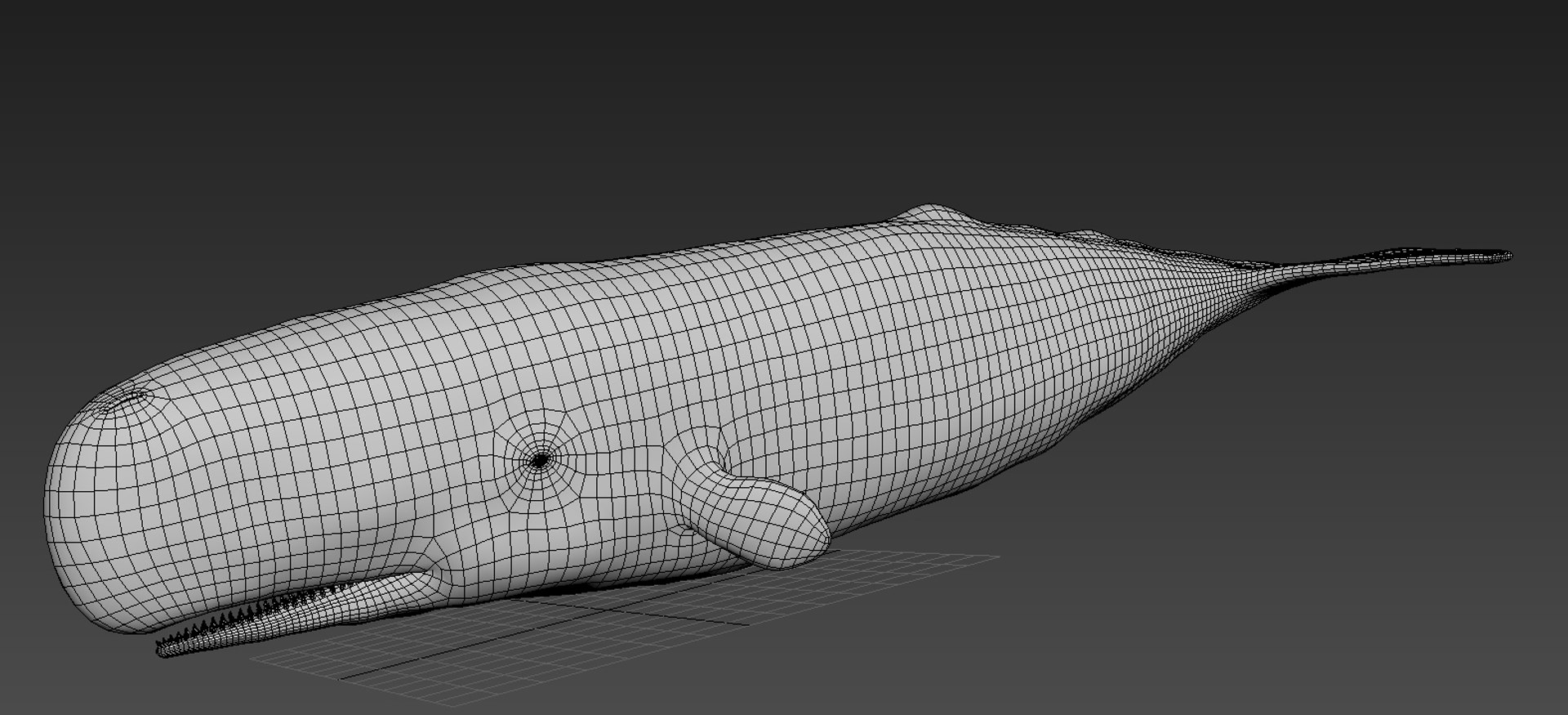 sperm whale physeter 3D https://p.turbosquid.com/ts-thumb/Wz/xVeClJ/t7XirMkI/6/jpg/1582802975/1920x1080/fit_q87/ab51fdade853d9d52a0b00b90561c73ff3fc6b08/6.jpg