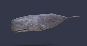 sperm whale physeter 3D