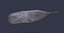 Physeter macrocephalus cachalot