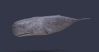 Physeter macrocephalus cachalot