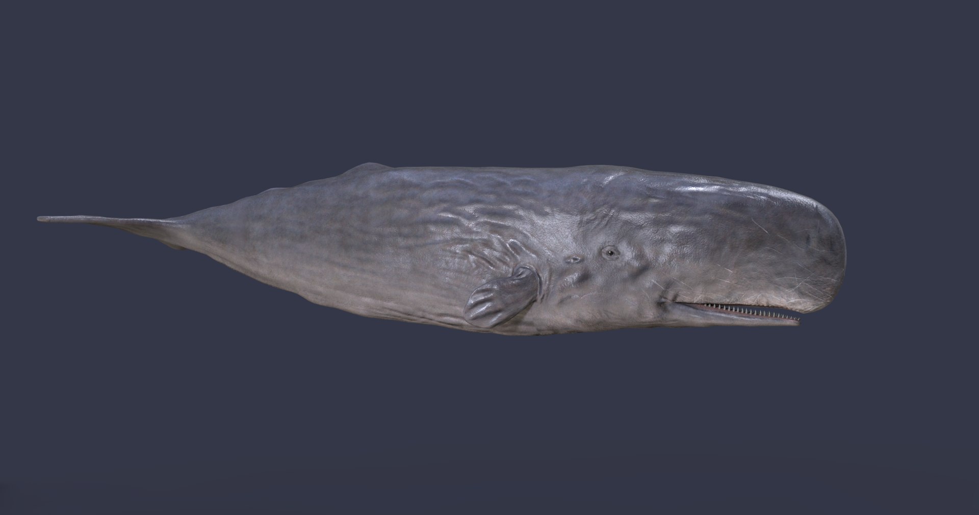 sperm whale physeter 3D https://p.turbosquid.com/ts-thumb/Wz/xVeClJ/z90t1PCq/4/png/1582802952/1920x1080/fit_q87/6cb9de95b7bece262cf08929215d931204d3d639/4.jpg