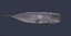 Physeter macrocephalus cachalot