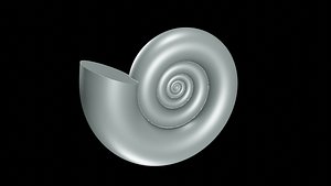 3D serpenticone conch smooth shell