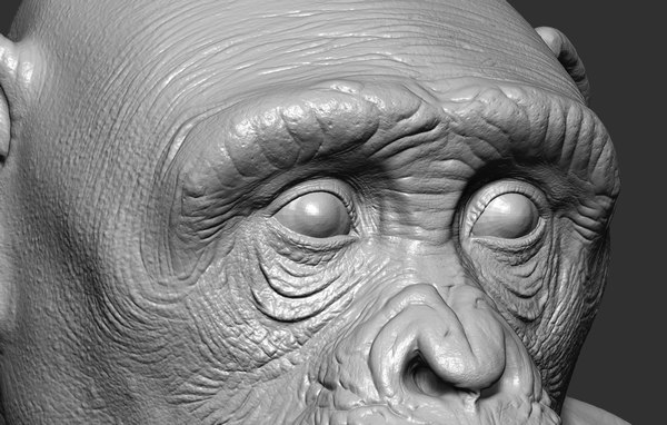 Chimp - 3d Max