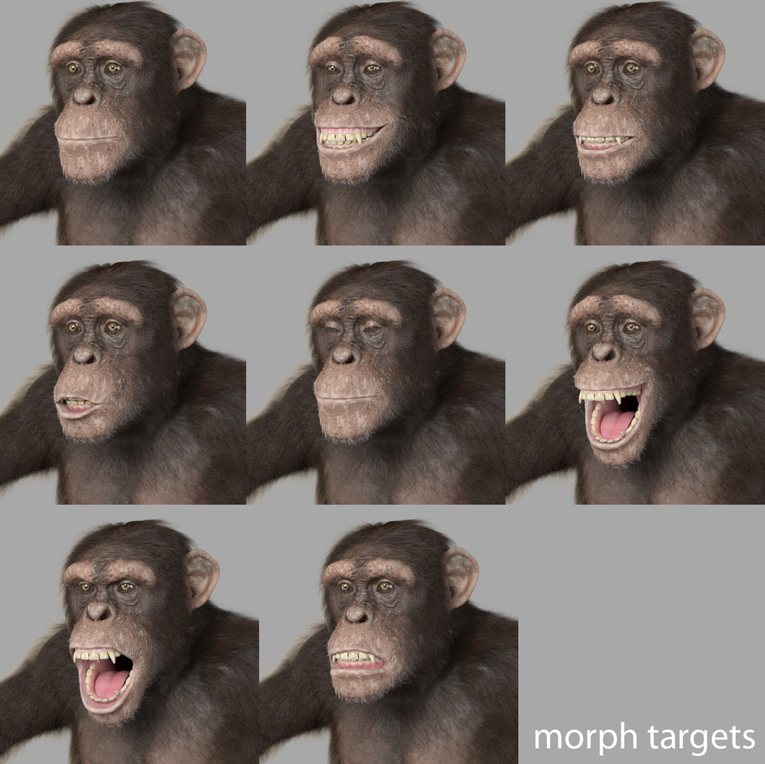 Chimp - 3d Max