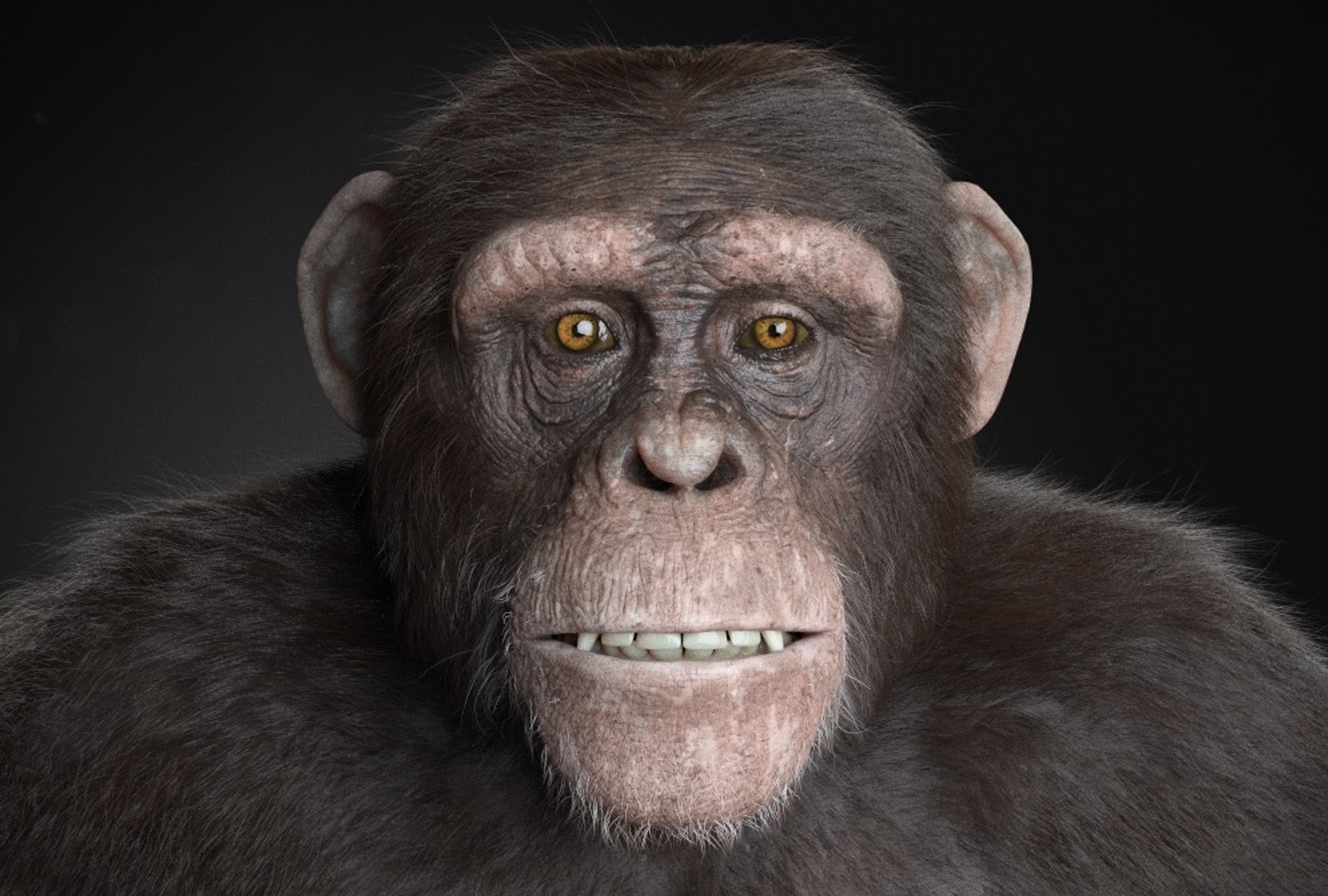 Chimp - 3d Max