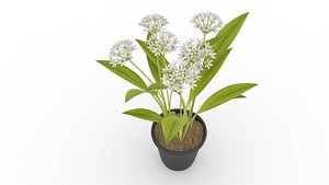 Allium Ursinum Plant 3D