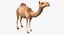 Coleção de animais africanos 4