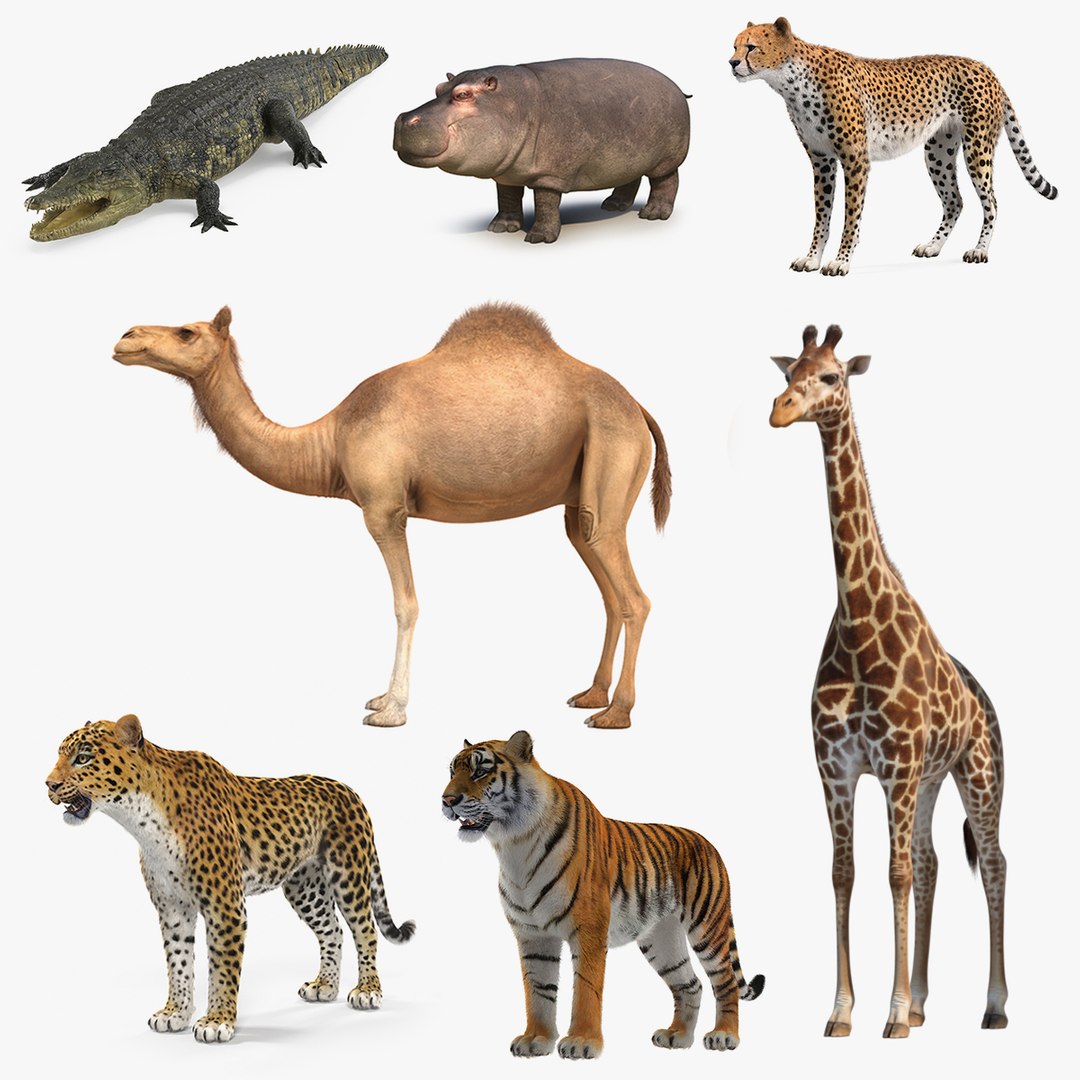 African Animals 3D Models Collection 4 3D model preview