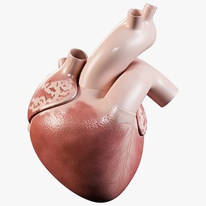 man heart organized 3D