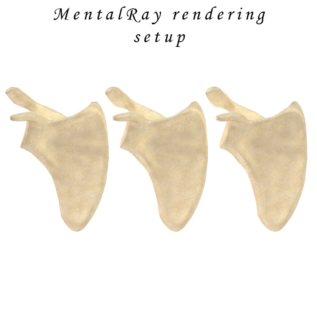 scapula bone 3d max https://p.turbosquid.com/ts-thumb/X0/YAH5QJ/ALxpsgIU/mentalray/jpg/1324144439/1920x1080/fit_q87/8e538336d6dfbf142306ee15d77459971dda2b75/mentalray.jpg