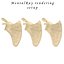 Scapula Bone
