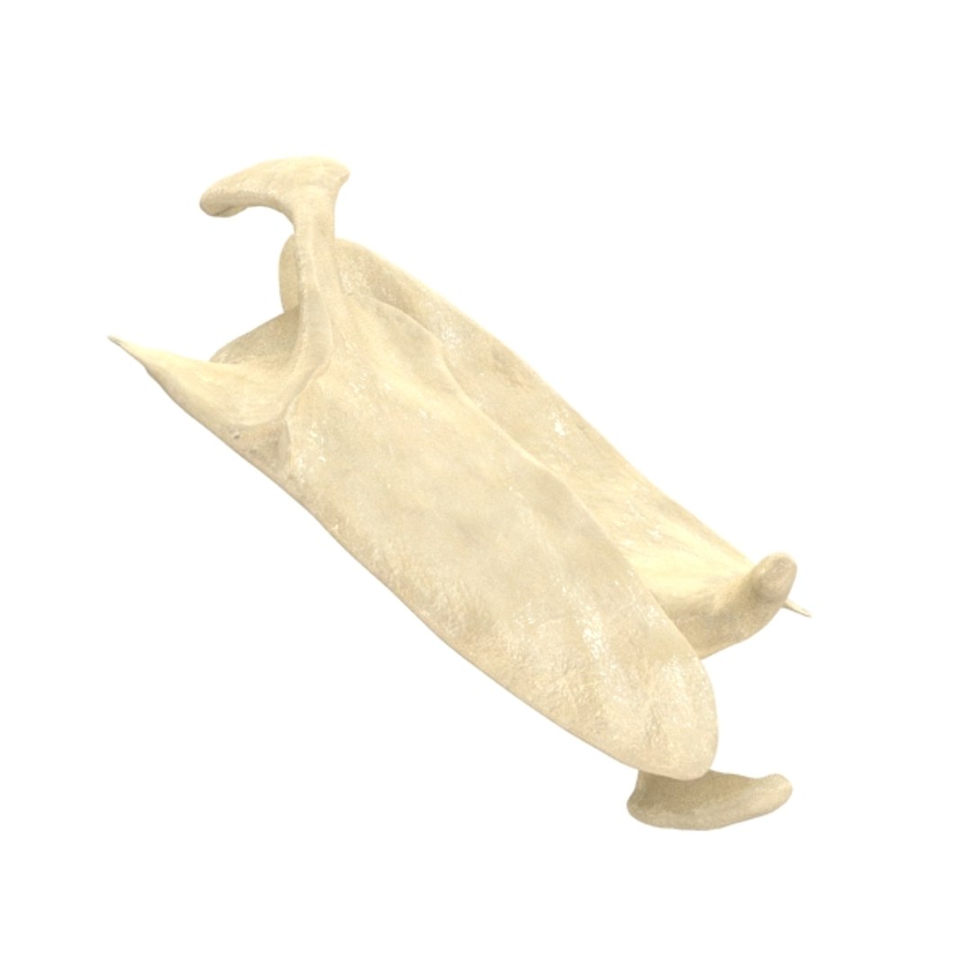 scapula bone 3d max https://p.turbosquid.com/ts-thumb/X0/YAH5QJ/FrRv1yIi/r6/jpg/1324144655/1920x1080/fit_q87/3852ec9d94e266819ba7489707efbba50b602190/r6.jpg
