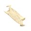 Scapula Bone