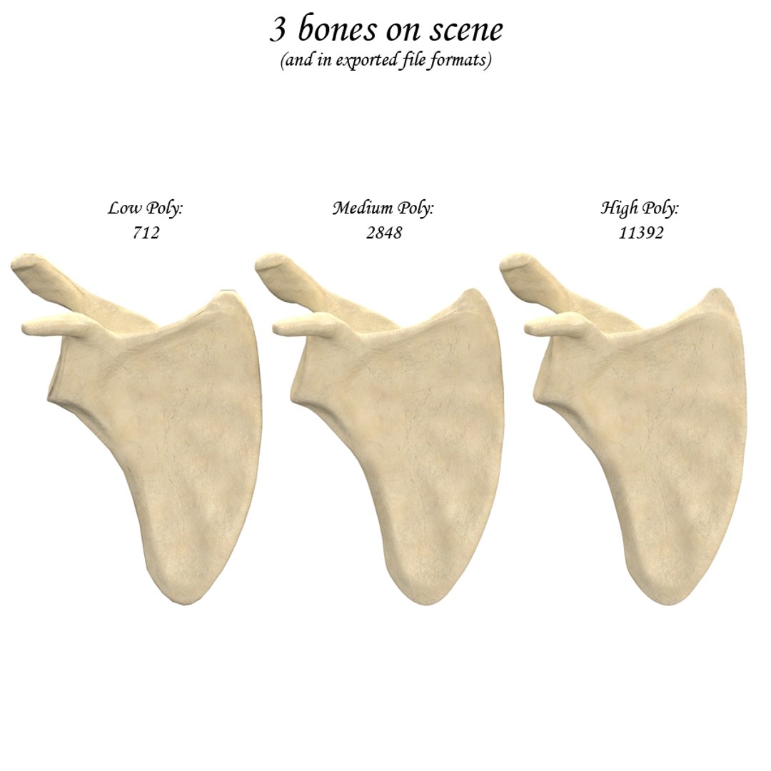 scapula bone 3d max https://p.turbosquid.com/ts-thumb/X0/YAH5QJ/X4NFdpqQ/rinfo/jpg/1324144437/1920x1080/fit_q87/662b7afe6c1190775f888e735c65213f5ae18e90/rinfo.jpg