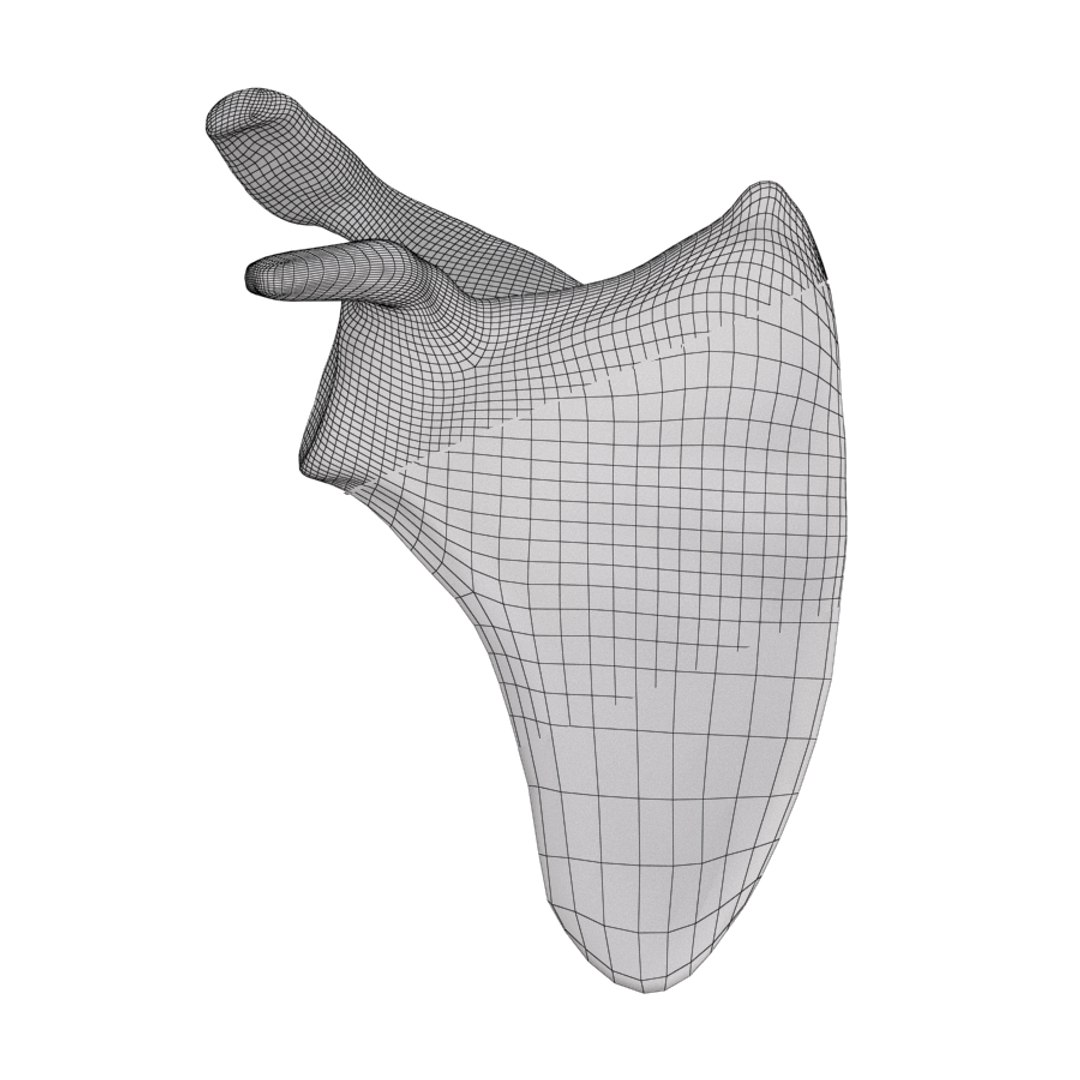 scapula bone 3d max https://p.turbosquid.com/ts-thumb/X0/YAH5QJ/Zt0n9OOq/w1/jpg/1324144590/1920x1080/fit_q87/1ef251c75275ebabbd552130c7e4085b94461bbd/w1.jpg
