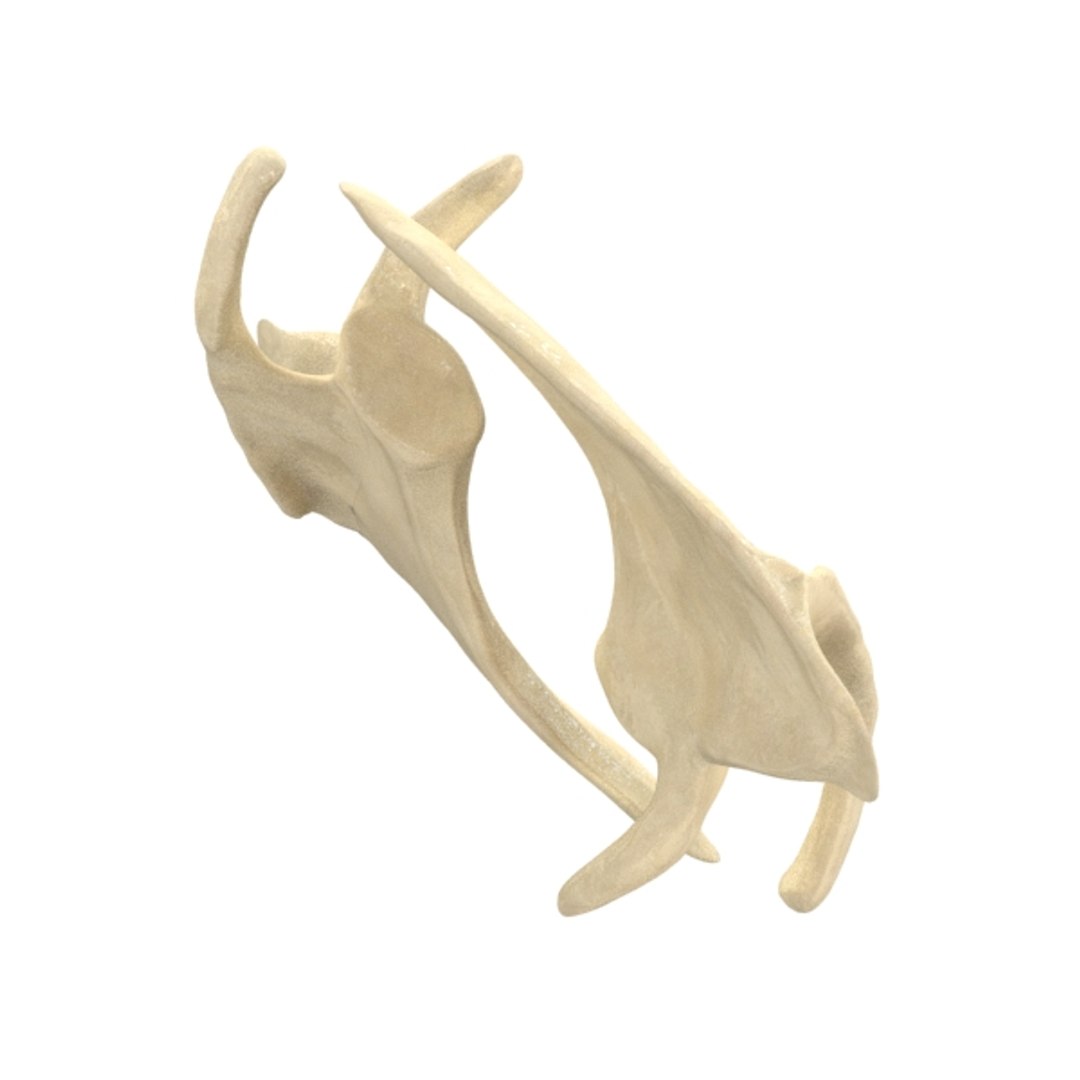 scapula bone 3d max https://p.turbosquid.com/ts-thumb/X0/YAH5QJ/a9Gjqruk/r4/jpg/1324144640/1920x1080/fit_q87/e920681e9a2a07f33238517111e789f756abde19/r4.jpg