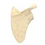 Scapula Bone