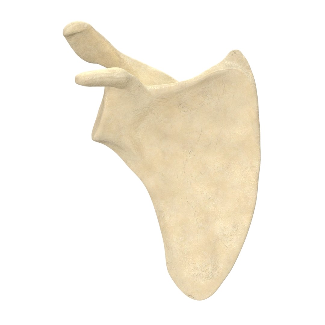 scapula bone 3d max https://p.turbosquid.com/ts-thumb/X0/YAH5QJ/eyZINXx6/r1/jpg/1324144413/1920x1080/fit_q87/c666ab6bd43b15867e64aa0e0747baeb6fc89f40/r1.jpg