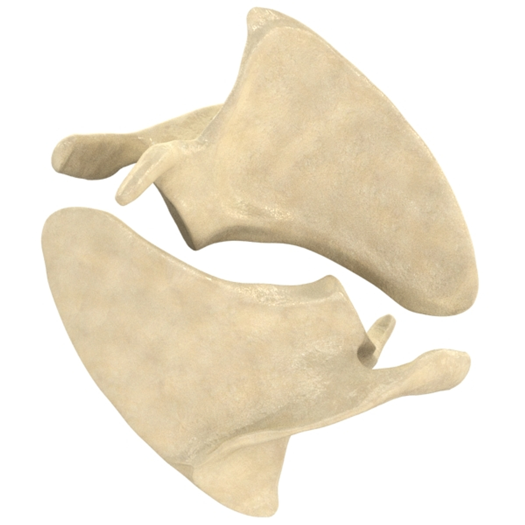 scapula bone 3d max https://p.turbosquid.com/ts-thumb/X0/YAH5QJ/iLyh7dTE/001/jpg/1324144677/1920x1080/turn_fit_q99/74136a3eea56f51776c3dfaf5b45c41ba41586d1/001-1.jpg