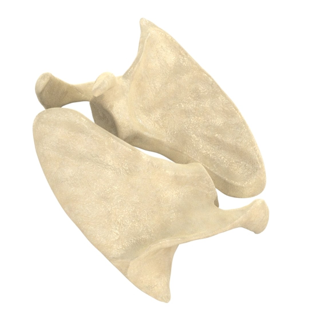 scapula bone 3d max https://p.turbosquid.com/ts-thumb/X0/YAH5QJ/pDYxqd2W/r3/jpg/1324144636/1920x1080/fit_q87/f5edd526308fdc596214d4c8aaafed7187851ce2/r3.jpg