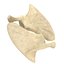 Scapula Bone